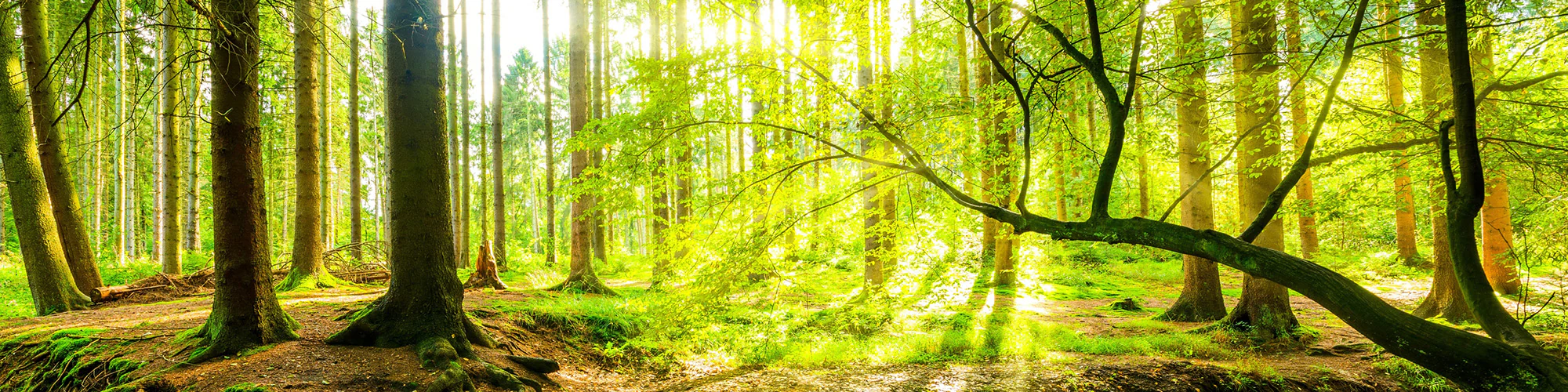 Wandbilder die Räume verwandeln