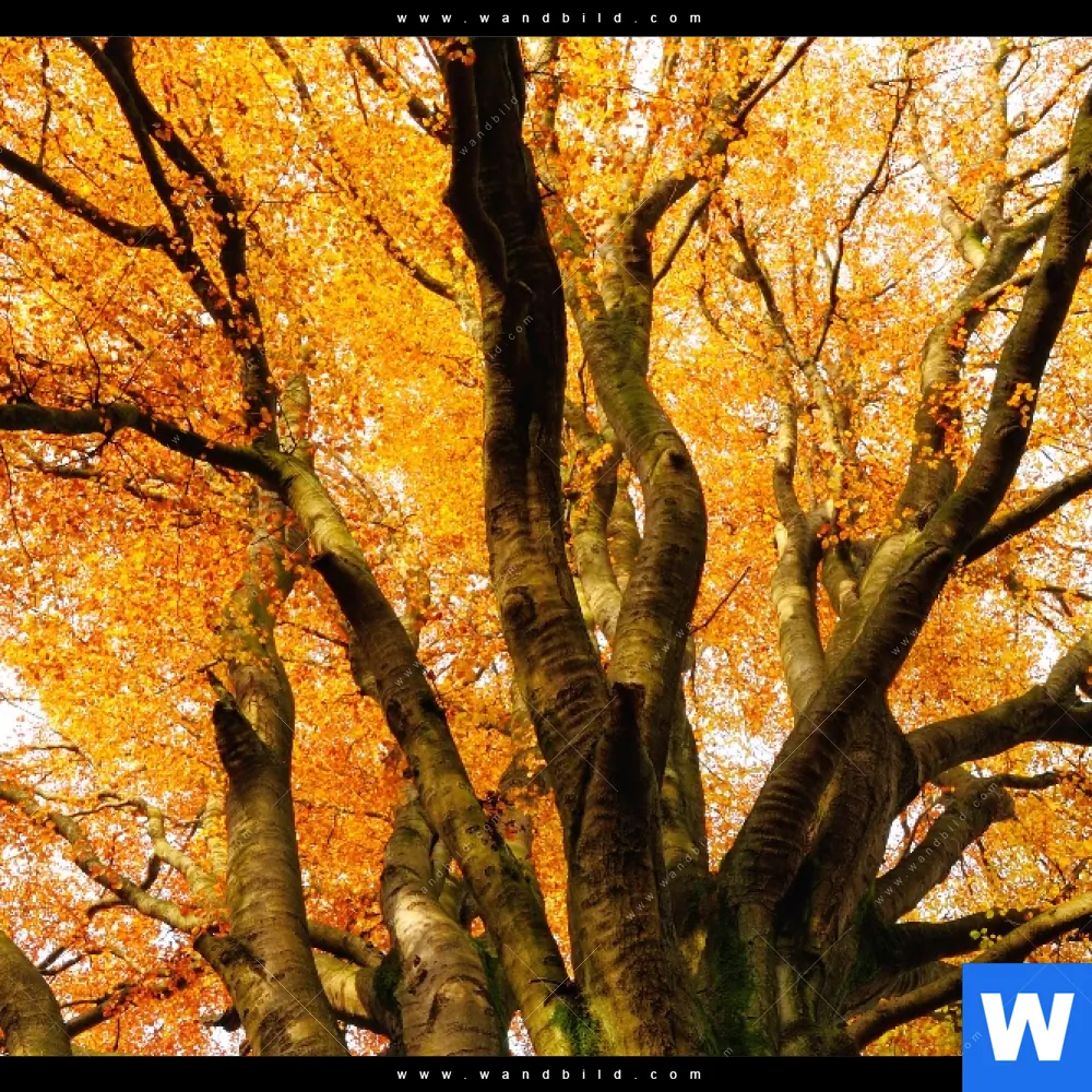 Aluminiumbild gebürstet | Alte Buche | Hochformat - Image 4