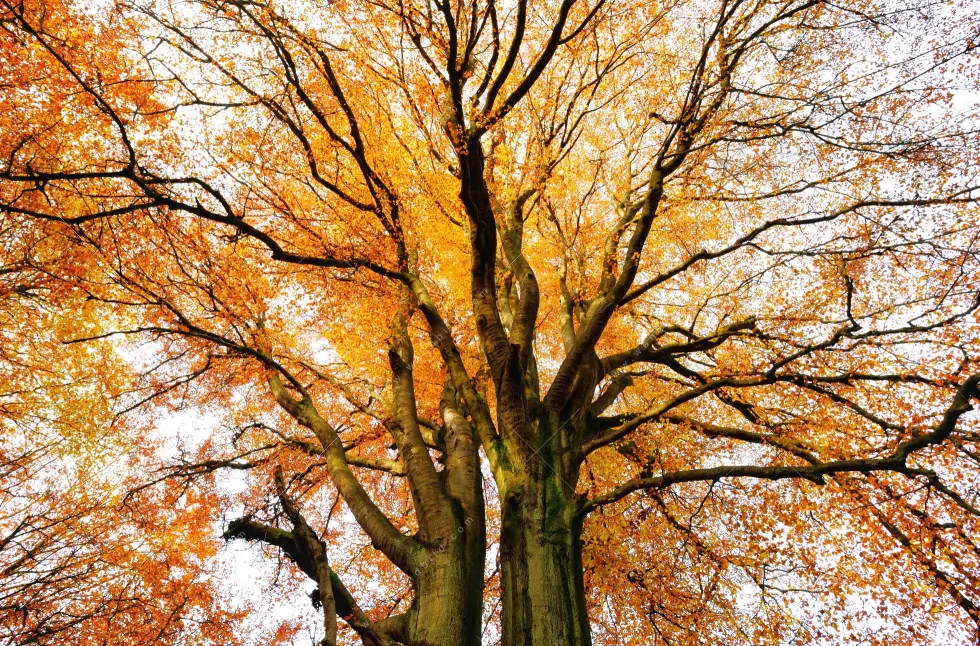 Aluminiumbild gebürstet | Alte Buche | Hochformat - Image 5