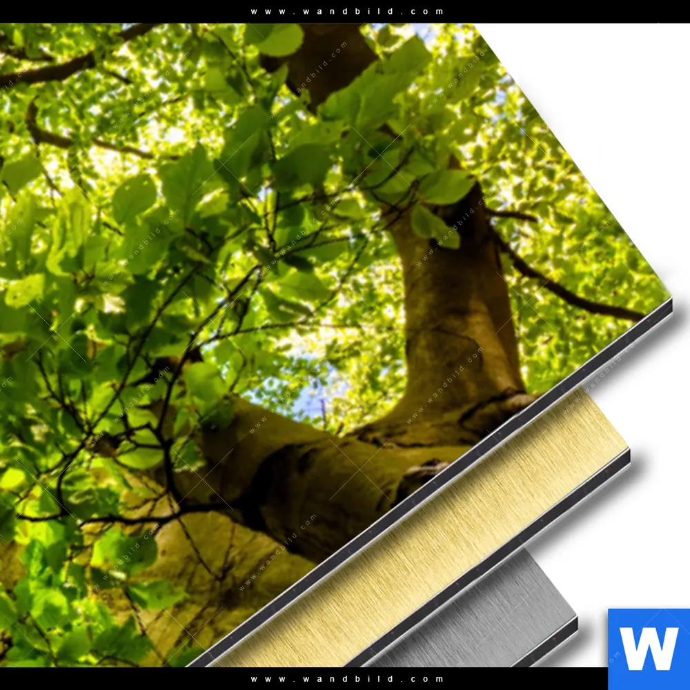 Aluminiumbild gebürstet | Baumkrone einer Buche | Panorama - Image 3