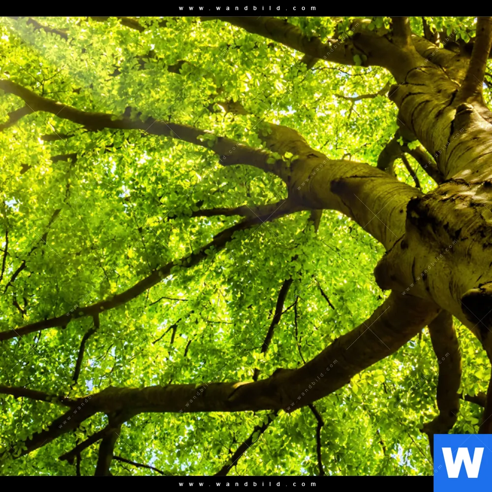 Aluminiumbild gebürstet | Baumkrone einer Buche | Panorama - Image 4