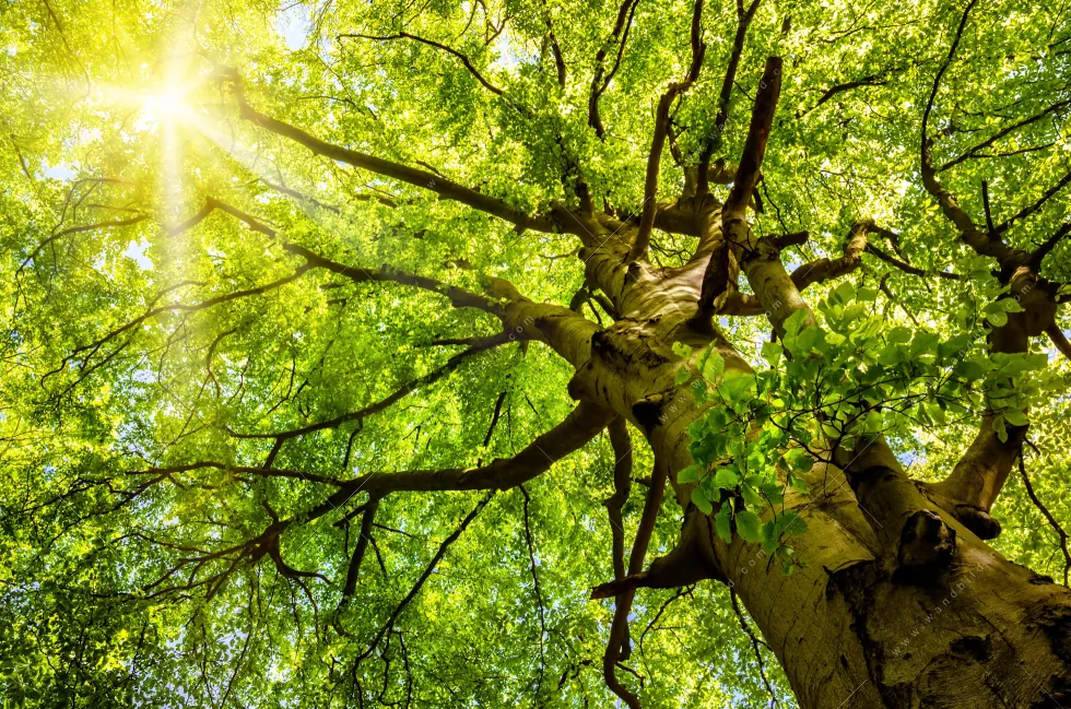 Aluminiumbild gebürstet | Baumkrone einer Buche | Panorama - Image 5