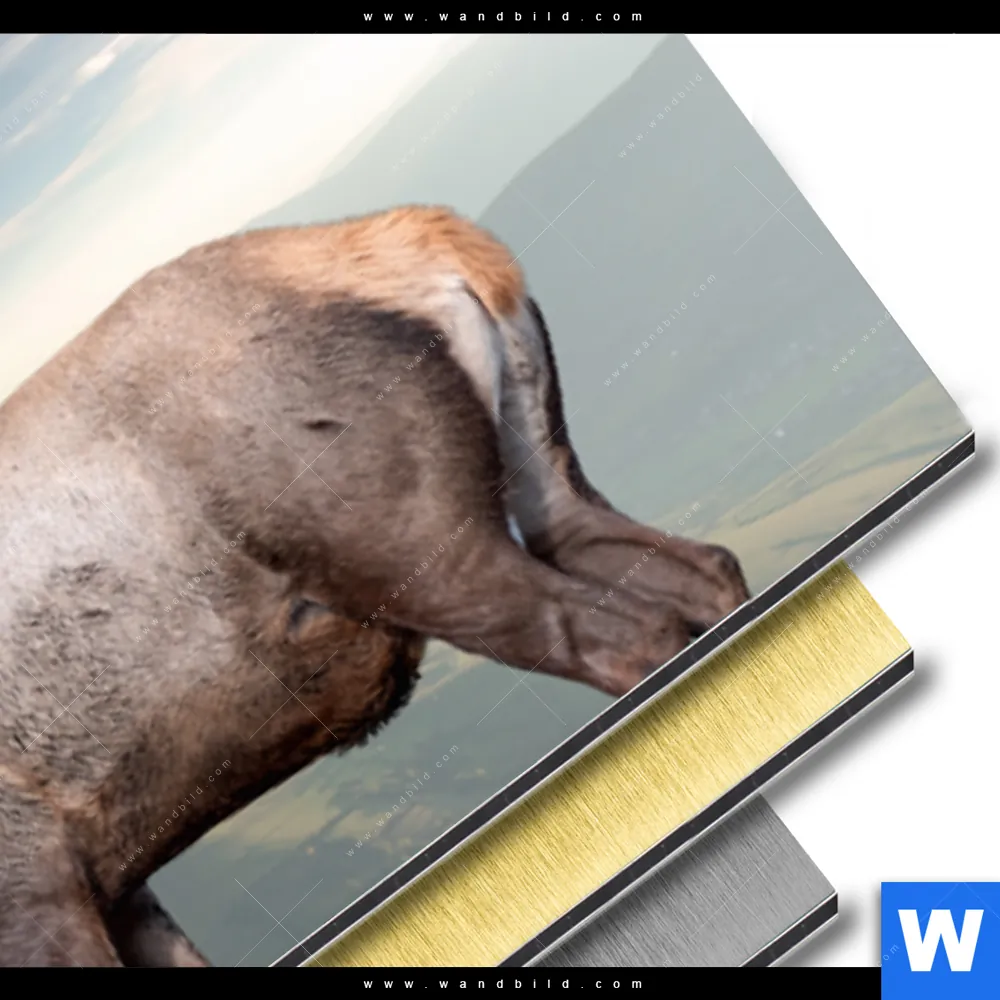 Aluminiumbild gebürstet | Hirsch in der Herbstzeit | Panorama - Image 3