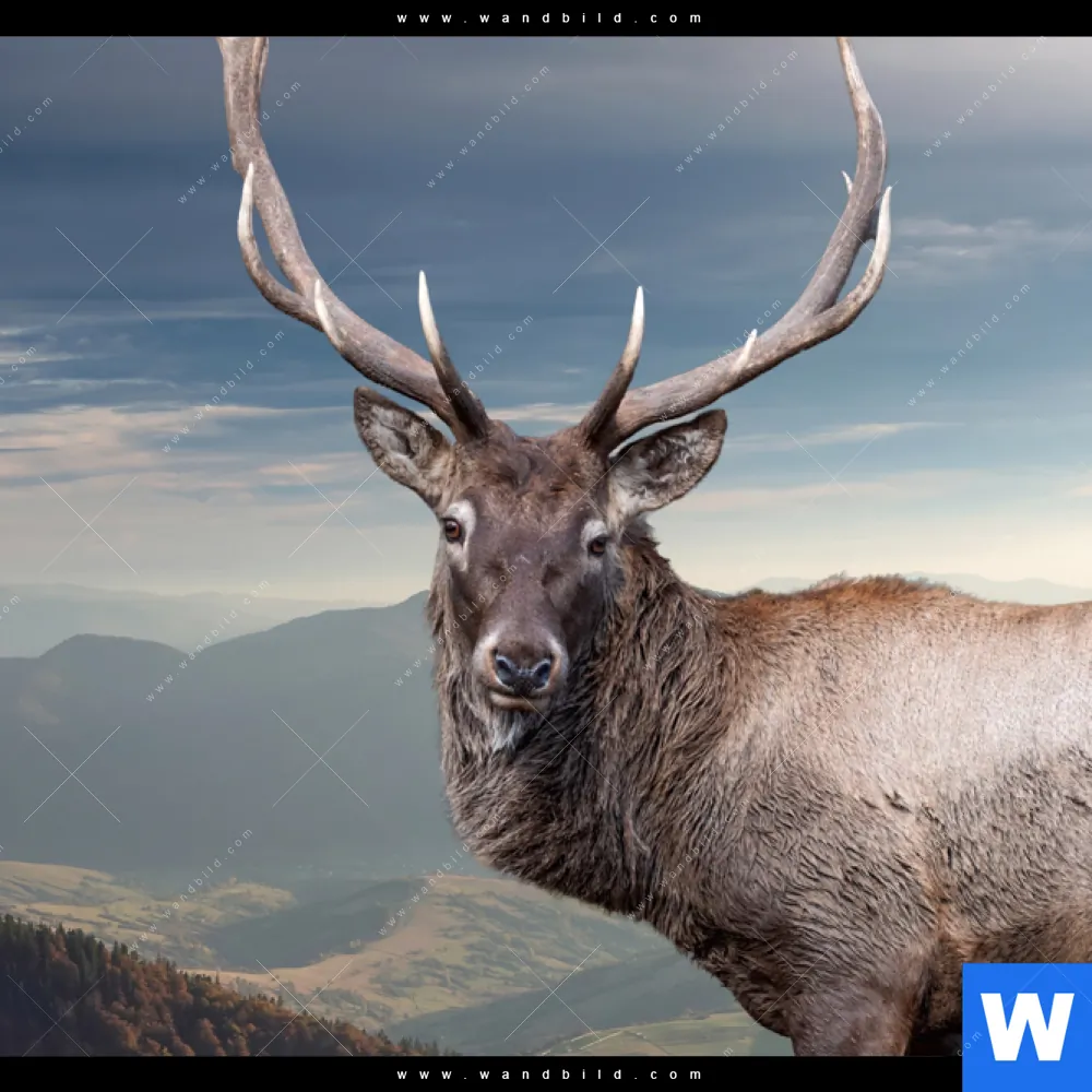 Aluminiumbild gebürstet | Hirsch in der Herbstzeit | Panorama - Image 4