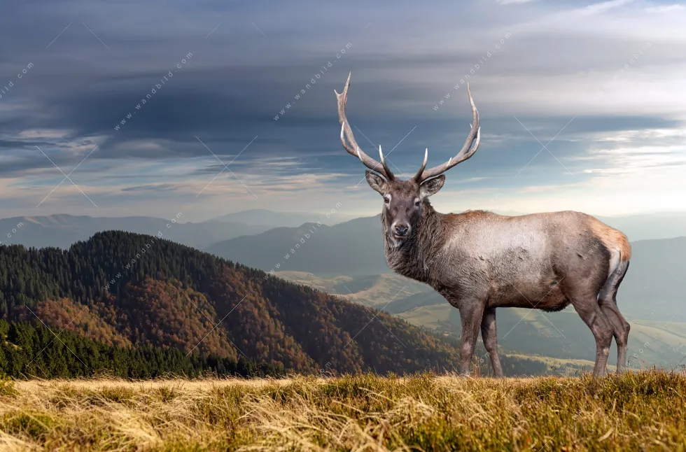 Aluminiumbild gebürstet | Hirsch in der Herbstzeit | Panorama - Image 5