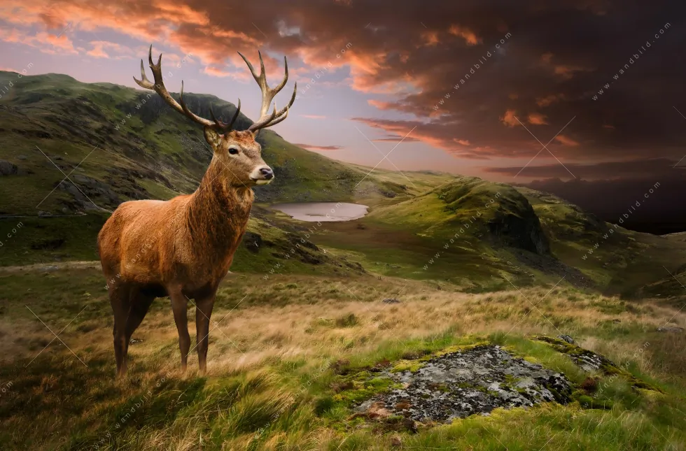 Aluminiumbild gebürstet | Hirsch in Gebirgslandschaft | Panorama - Image 5
