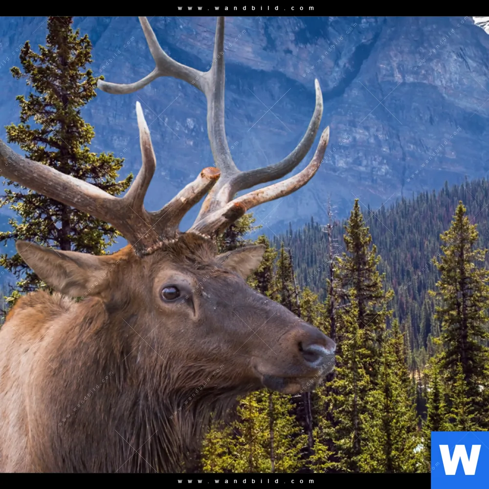 Aluminiumbild gebürstet | Hirsch vor Bergkulisse | Querformat - Image 4