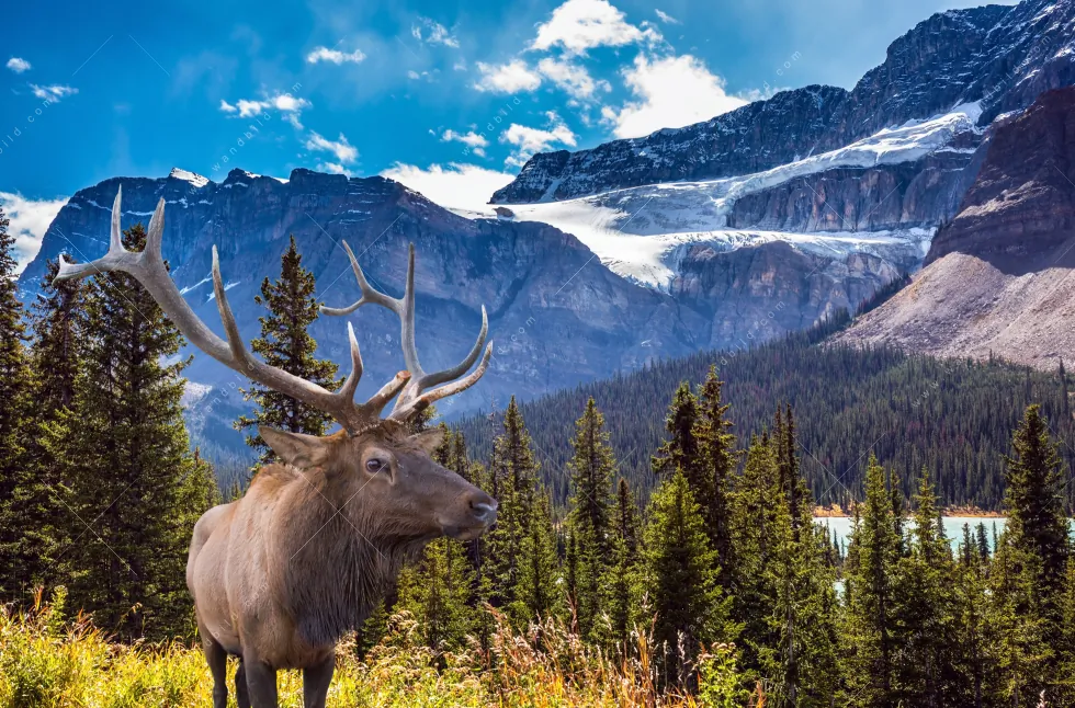 Aluminiumbild gebürstet | Hirsch vor Bergkulisse | Querformat - Image 5