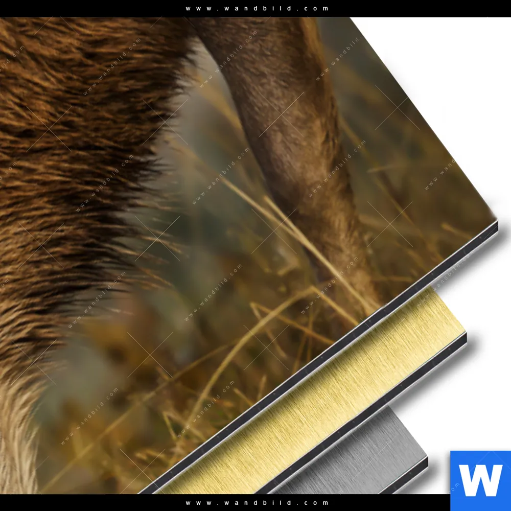 Aluminiumbild gebürstet | Kämpfende Hirsche | Panorama - Image 3