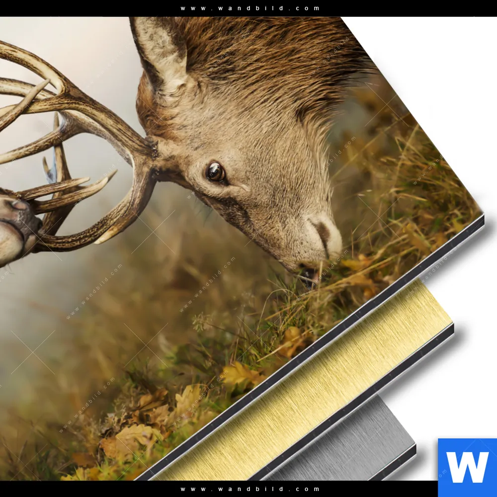 Aluminiumbild gebürstet | Kämpfende Hirsche | Quadrat - Image 3