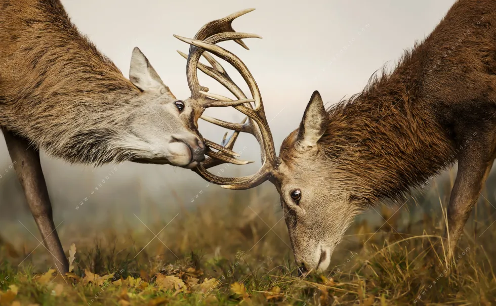 Aluminiumbild gebürstet | Kämpfende Hirsche | Quadrat - Image 5