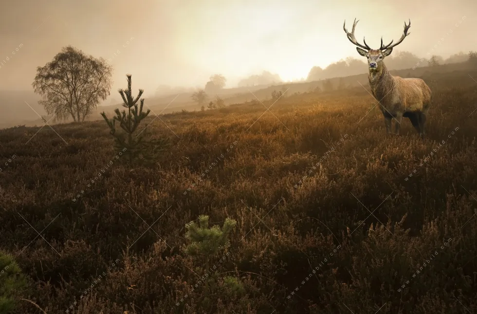 Aluminiumbild gebürstet | Rothirsch im Nebel | Quadrat - Image 5