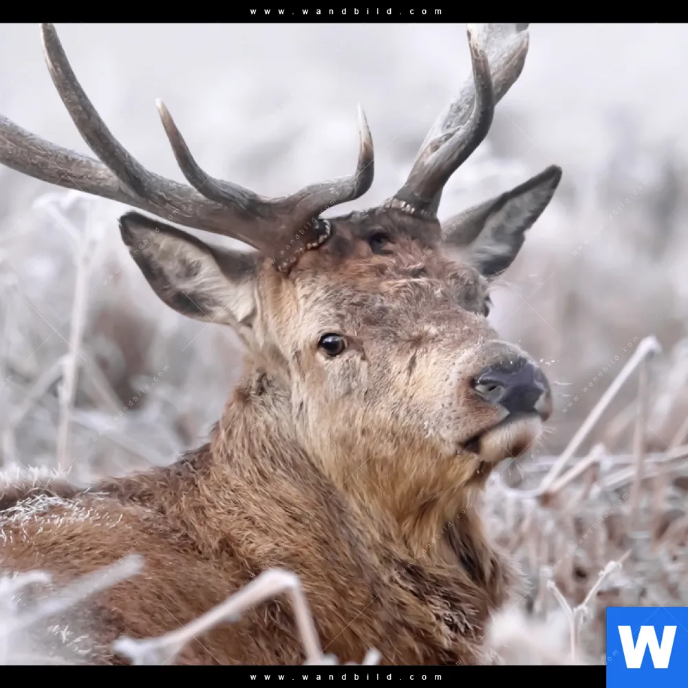 Aluminiumbild gebürstet | Rothirsch im Winter | Panorama - Image 4
