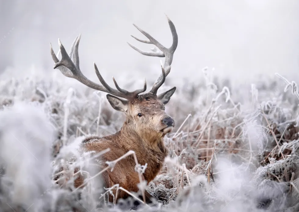 Aluminiumbild gebürstet | Rothirsch im Winter | Panorama - Image 5
