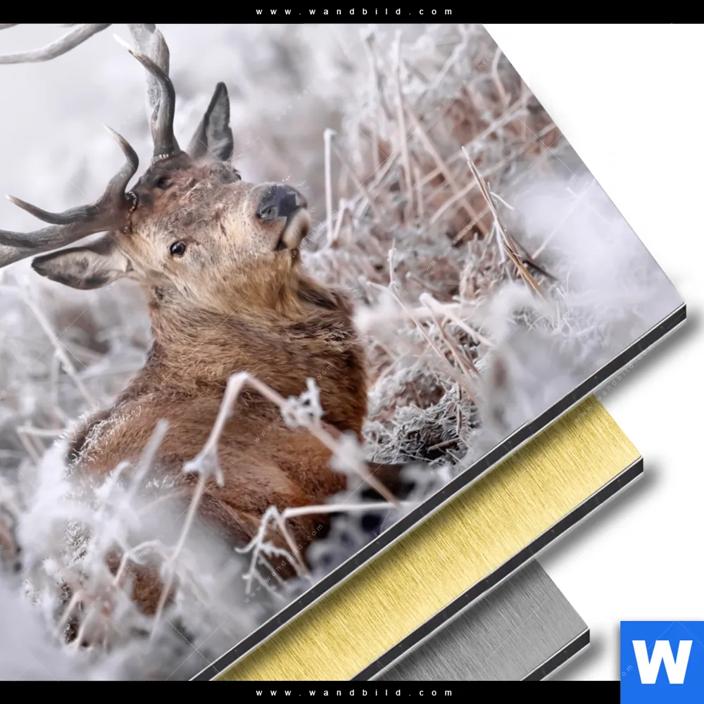 Aluminiumbild gebürstet | Rothirsch im Winter | Quadrat - Image 3