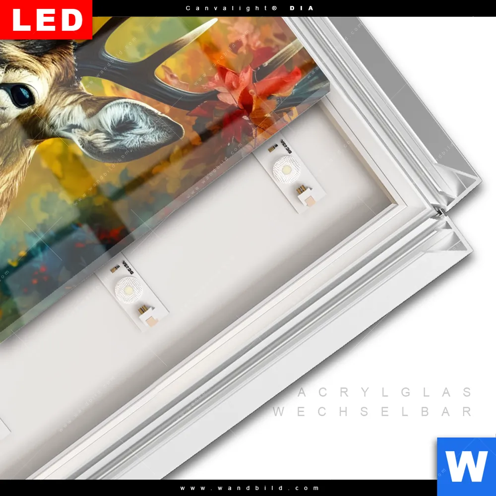 Leuchtbild Acrylglas Canvalight® DIA | Rothirsch im Herbstwald | Quadrat - Image 3