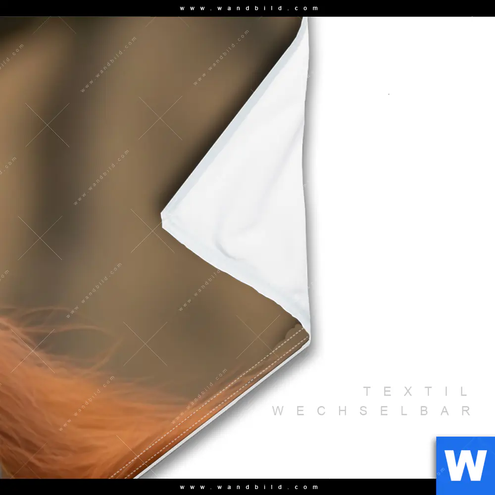 Wechselmotiv | Orang-Utan mit sanftem Blick | Panorama - Image 3