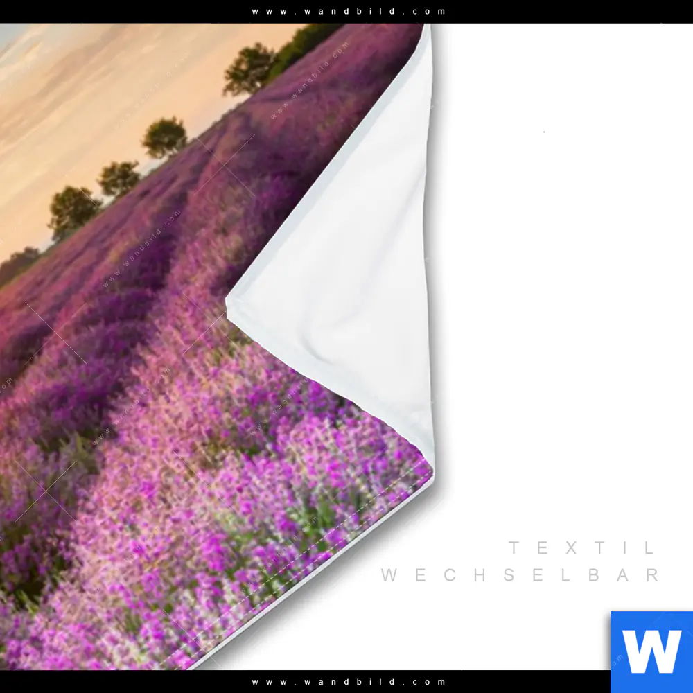 Wechselmotiv | Sonnenaufgang im Lavendelfeld | Panorama - Image 3