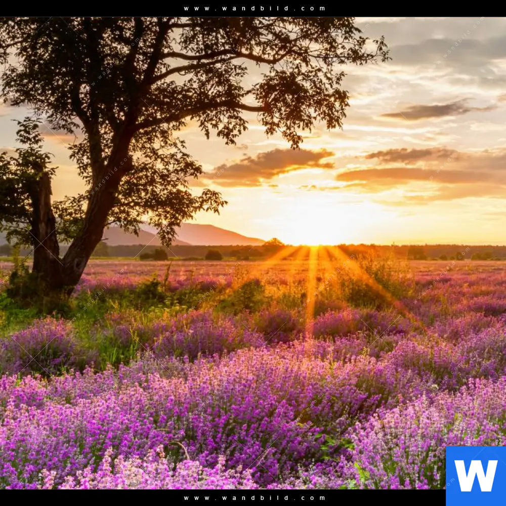 Wechselmotiv | Sonnenaufgang im Lavendelfeld | Panorama - Image 4