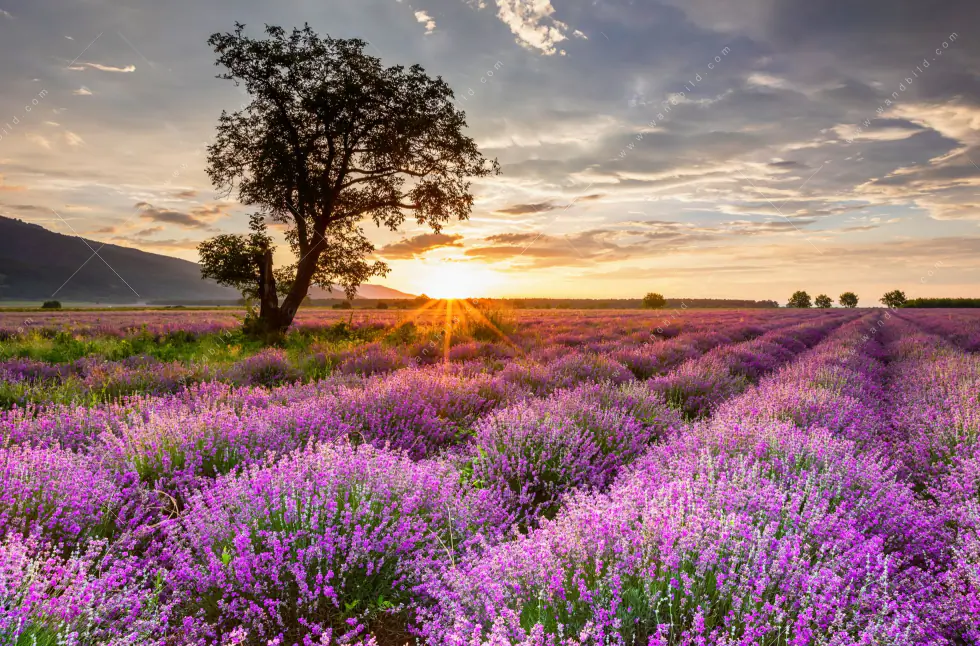 Wechselmotiv | Sonnenaufgang im Lavendelfeld | Panorama - Image 5